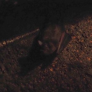 Seba's short-tailed bat (Carollia perspicillata), 2025-05-17