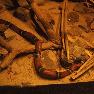 Sinaloan milksnake (Lampropeltis triangulum sinaloae), 2025-05-17