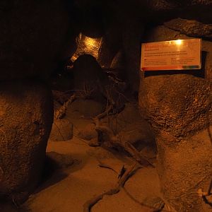 Merriam's kangaroo rat exhibit, 2025-05-17