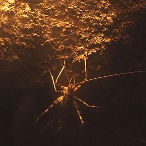African cave cricket (Phaeophilacris geertsi), 2025-05-17