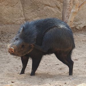 Collared peccary  (Dicotyles tajacu), 2025-05-17