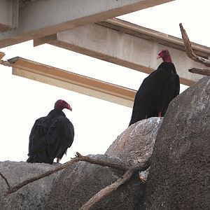 Turkey vultures (Cathartes aura), 2025-05-17