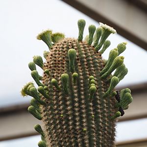 Saguaro cactus (Carnegiea gigantea) flowers, 2025-05-17