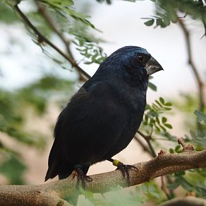 Male Ultramarine grosbeak (Cyanoloxia brissonii), 2025-05-17