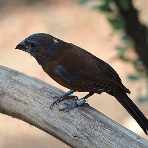 Female Ultramarine grosbeak (Cyanoloxia brissonii), 2025-05-17