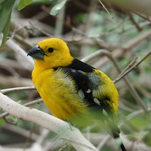 Yellow grosbeak (Pheucticus chrysopeplus), 2025-05-17