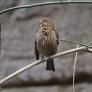 Mexican house finch (Haemorhous mexicanus), 2025-05-17