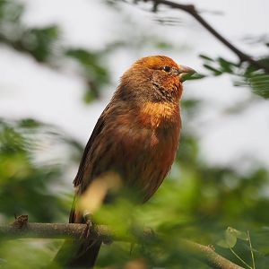 Mexican house finch (Haemorhous mexicanus), 2025-05-17