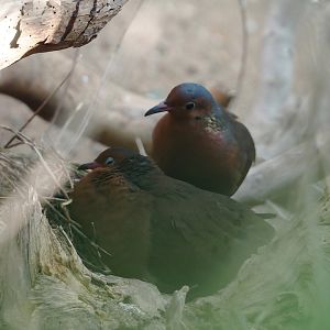 Socorro dove on nest (Zenaida graysoni), 2025-05-17
