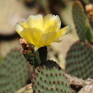 Opuntia flower, 2025-05-17