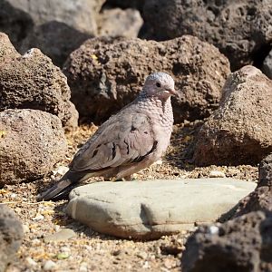 Passerine ground-dove (Columbina passerina), 2025-05-17