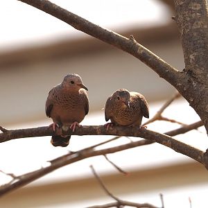 Passerine ground-doves (Columbina passerina), 2025-05-17