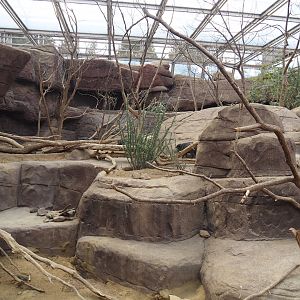 Black-tailed prairie dog, Collared peccary and North American porcupine exhibit, 2025-05-17