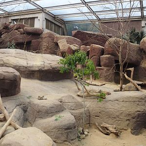 Black-tailed prairie dog, Collared peccary and North American porcupine exhibit, 2025-05-17
