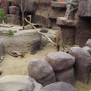 Black-tailed prairie dog, Collared peccary and North American porcupine exhibit - Separated area for rodents, 2025-05-17