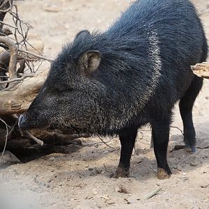 Collared peccary (Dicotyles tajacu), 2025-05-17