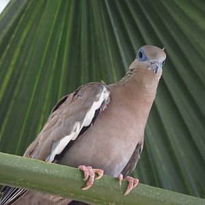 West peruvian dove (Zenaida meloda), 2025-05-17