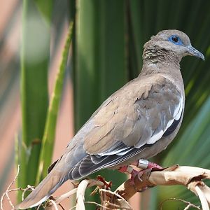 West peruvian dove (Zenaida meloda), 2025-05-17