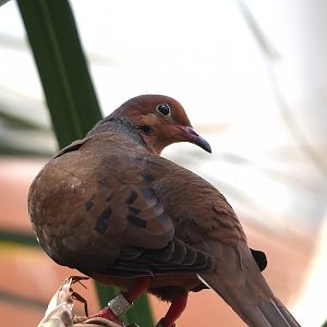 Socorro dove (Zenaida graysoni), 2025-05-17