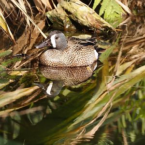 Blue-winged teal (Spatula discors), 2025-05-17