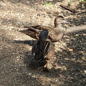 Blue-winged teals (Spatula discors), 2025-05-17