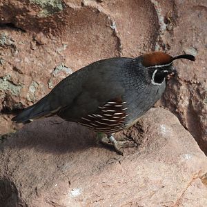 Gambel's quail (Callipepla gambelii), 2025-05-17