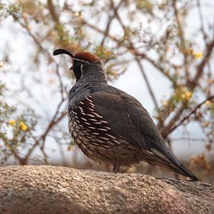 Gambel's quail (Callipepla gambelii), 2025-05-17