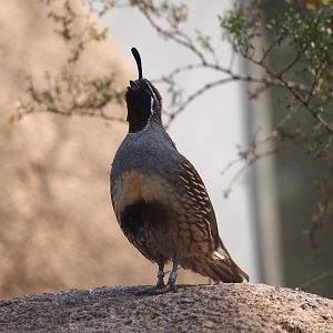 Gambel's quail (Callipepla gambelii), 2025-05-17