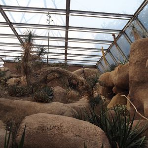 Rocks, Joshua trees and agaves in the Desert, 2025-05-17