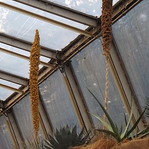 Flowering agaves, 2025-05-17