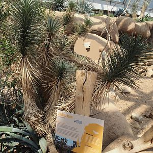 Joshua tree (Yucca brevifolia) and example of plant signage in the Desert, 2025-05-17