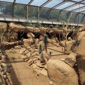 Original collared peccary exhibit, 2025-05-17
