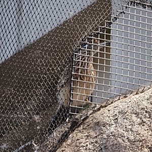 Greater roadrunner (Geococcyx californianus), 2025-05-17