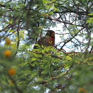 Pyrrhuloxia (Cardinalis sinuatus), 2025-05-17