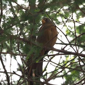 Pyrrhuloxia (Cardinalis sinuatus), 2025-05-17