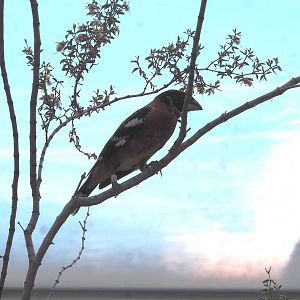 Black-headed grosbeak (Pheucticus melanocephalus), 2025-05-17