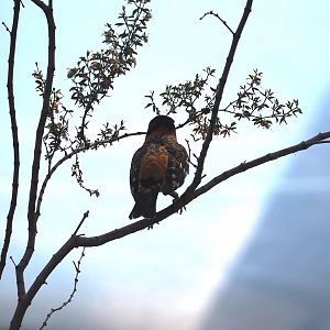 Black-headed grosbeak (Pheucticus melanocephalus), 2025-05-17