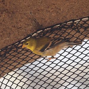 Female American goldfinch (Spinus tristis), 2025-05-17