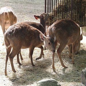Common hog deer (Axis porcinus porcinus), 2025-05-17