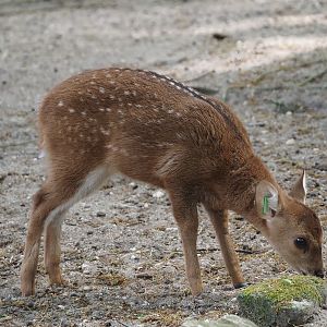 Common hog deer fawn (Axis porcinus porcinus), 2025-05-17