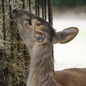 Common hog deer (Axis porcinus porcinus), 2025-05-17