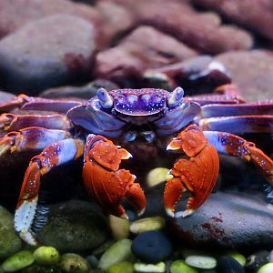East Atlantic Sally Lightfoot Crab (Grapsus adscensionis)