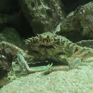 Spiny Spider Crab (Maja brachydactyla)