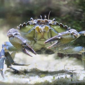 Shore Crab (Carcinus maenas)