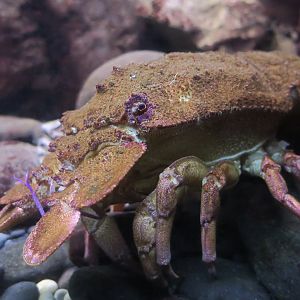 Mediterranean Slipper Lobster (Scyllarides latus)