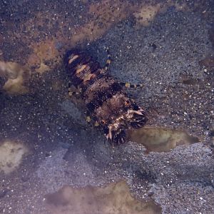 Small European Locust Lobster (Scyllarus arctus)