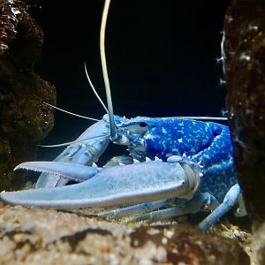 European Lobster (Homarus gammarus) - blue phase