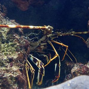 European Spiny Lobster (Palinurus elephas)