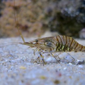 Common Prawn (Palaemon serratus)