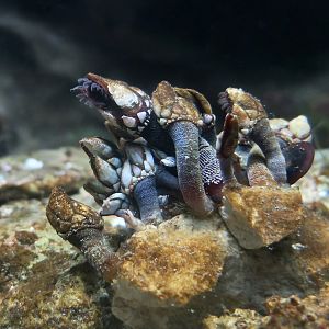 Goose Neck Barnacle (Pollicipes pollicipes)